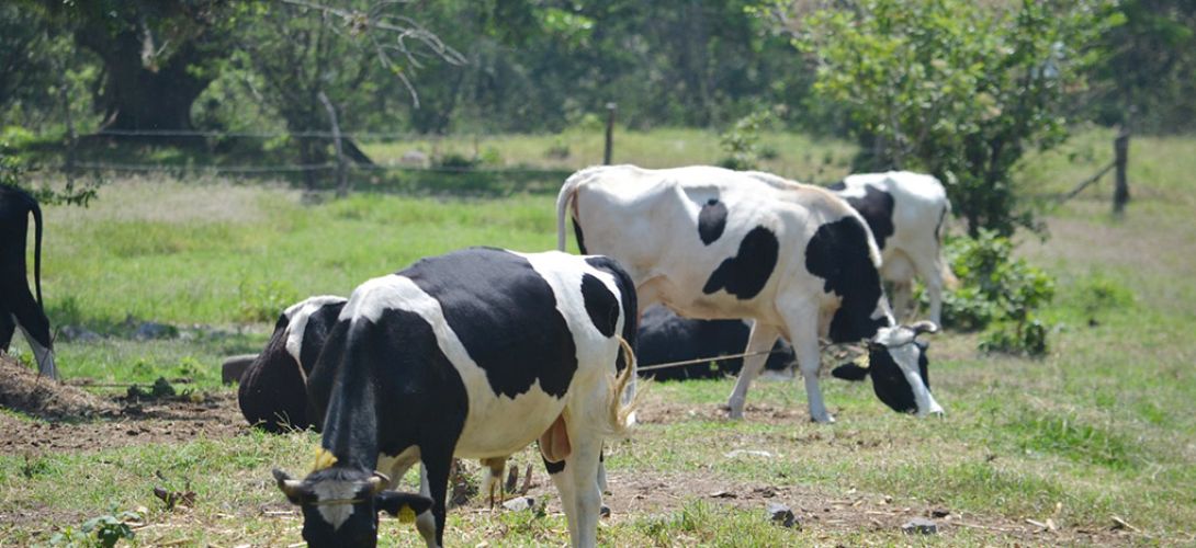 Ganaderos descartan disminuye exportación de carne a EUA