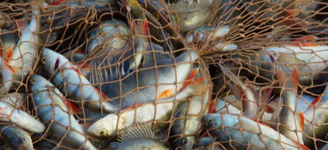 Veracruz suma más de 200 denuncias por pesca ilegal