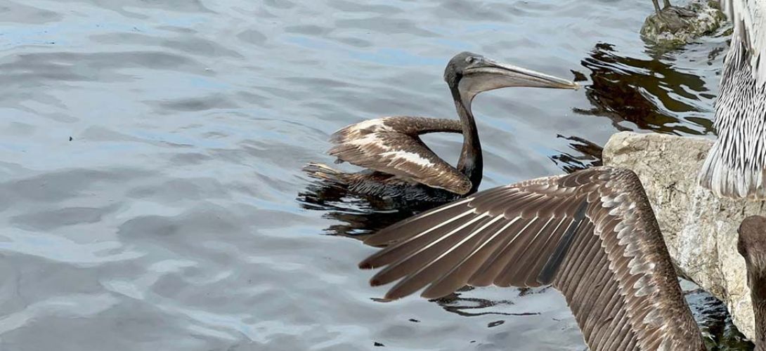 Manchas de hidrocarburo cubren orilla del río Coatzacoalcos