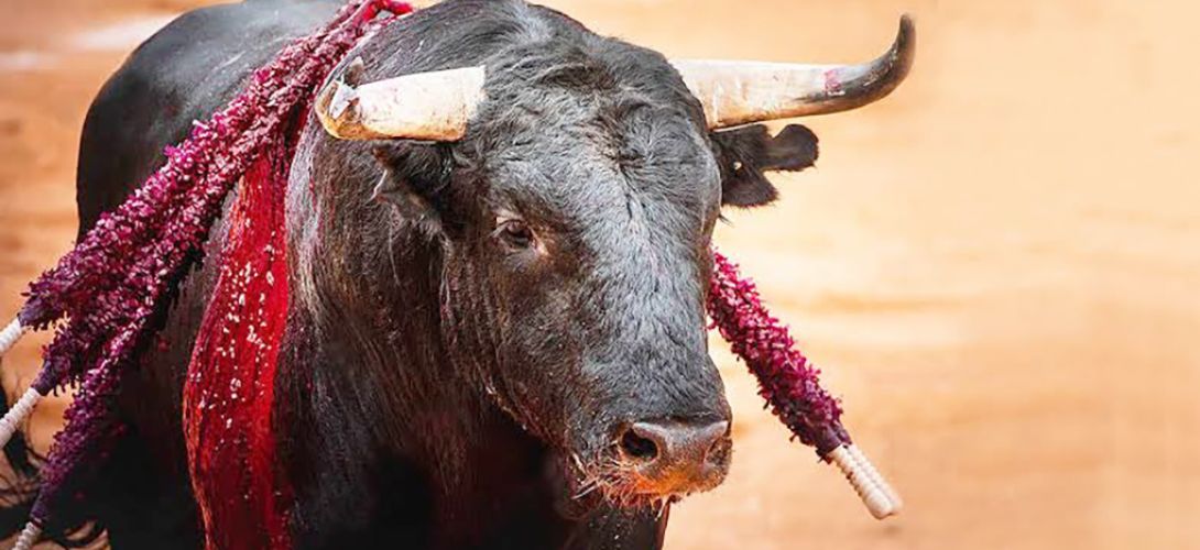 Darán 210 días para reglamentar corridas de toros sin violencia