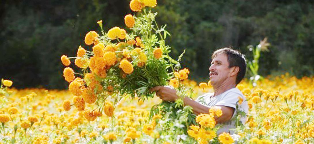 San Pablo Coapan, 54 años cultivando la flor de cempasúchil