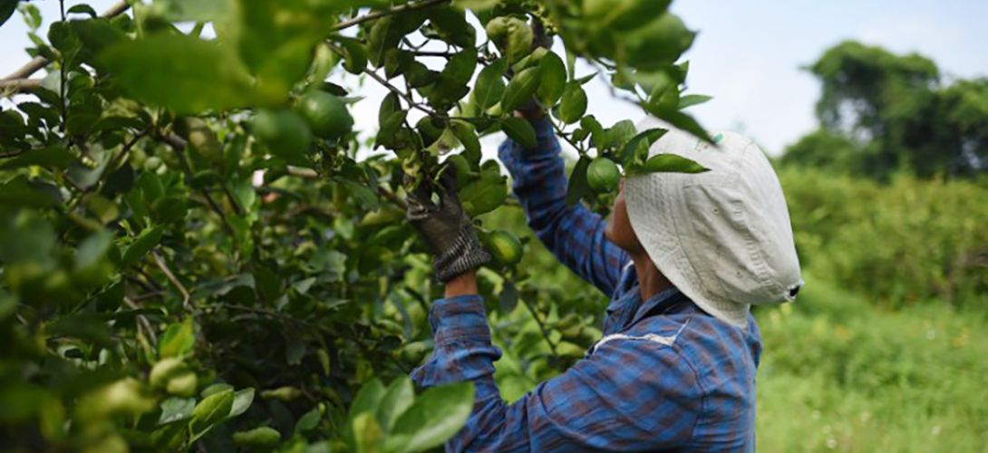 Pendiente de pago seguro por daño a producciones de maíz y cítricos