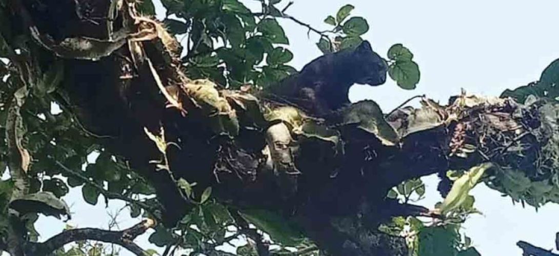 Temen habitantes de Cosoleacaque por felino que está matando el ganado