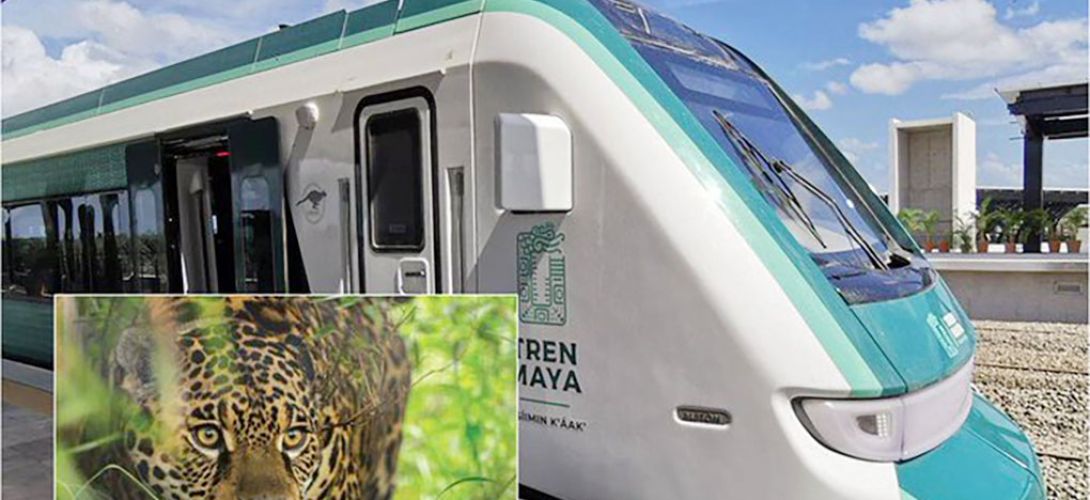 Tren Maya alista monitoreo de pasos de fauna