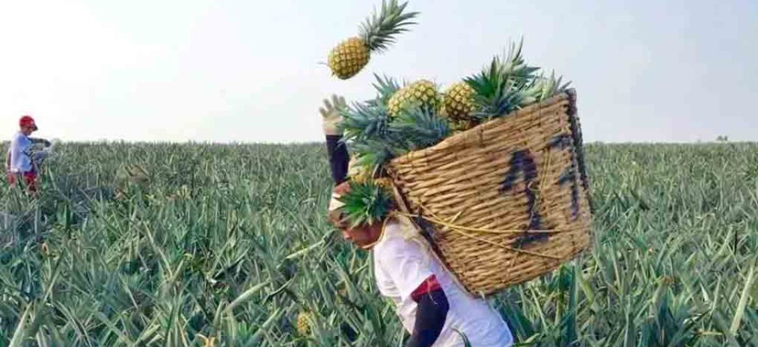 Piden poner freno a la importación de piña industrializada