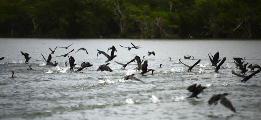 Sistema Lagunar de Alvarado cumple 21 años como sitio Ramsar amenazado por la deforestación