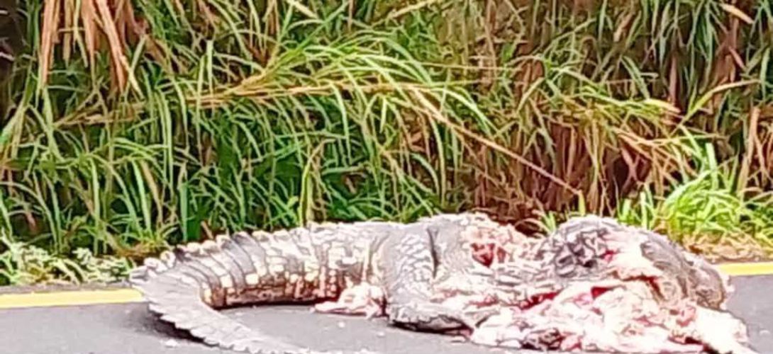 Atropellan y aplastan a cocodrilo en la carretera Minatitlán–Coatzacoalcos