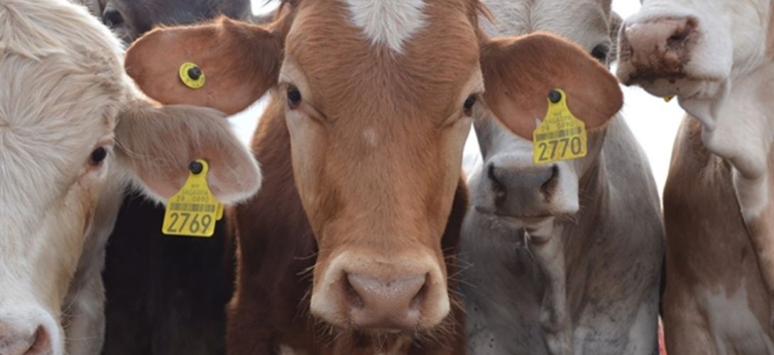 Perdida millonaria en exportación de ganado