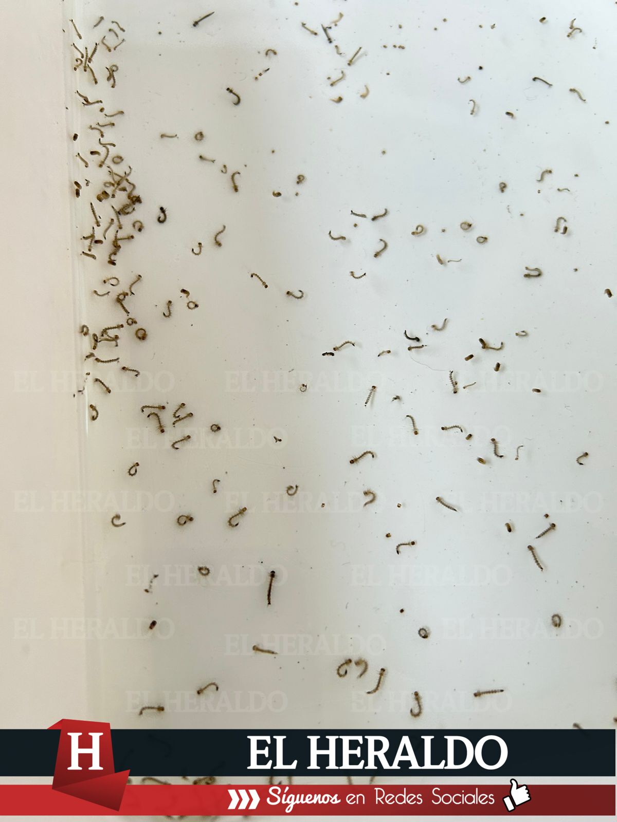 Laboratorios de Sesver analizan larvas