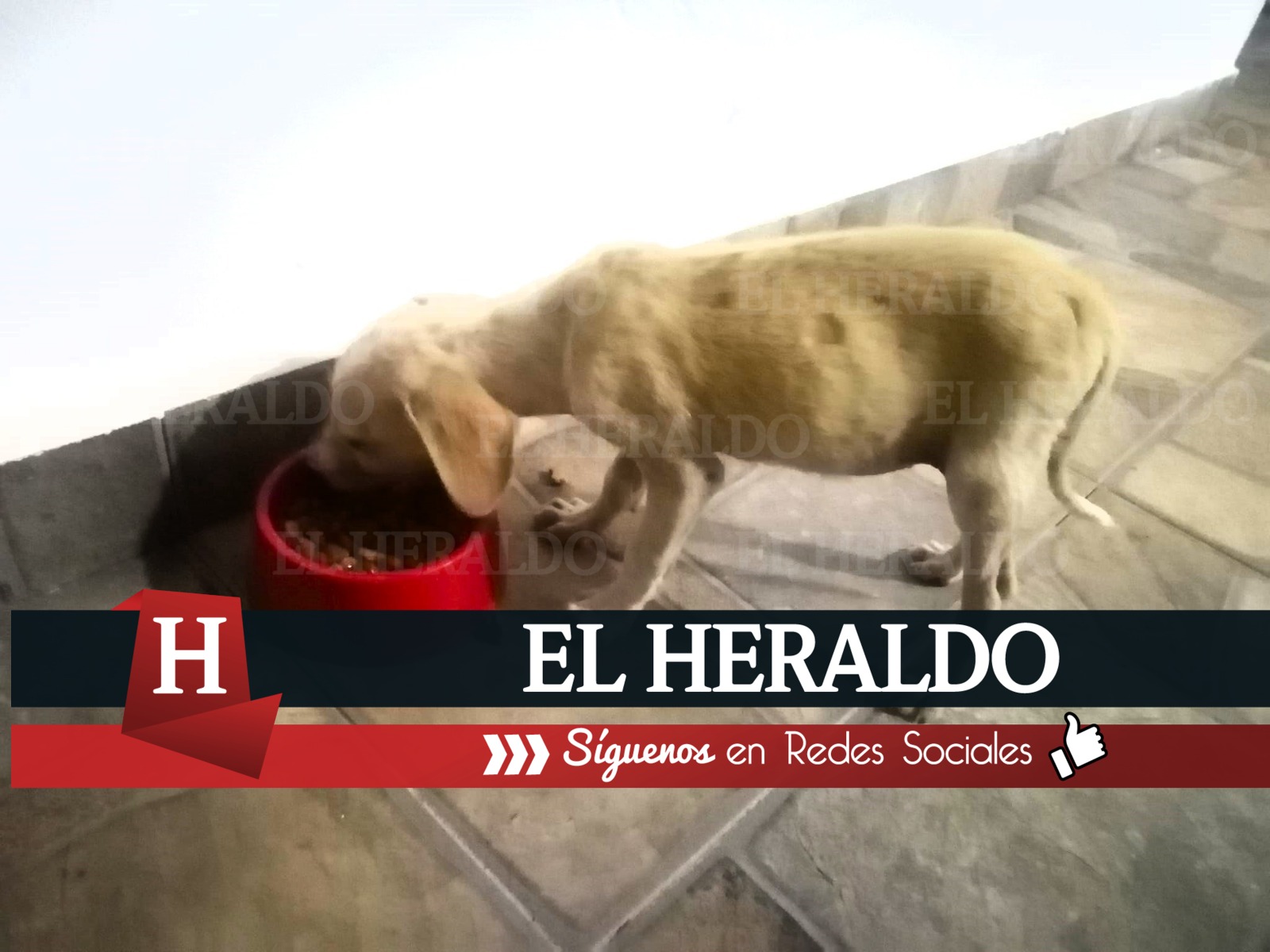 Abandono y maltrato animal a la orden del día 2