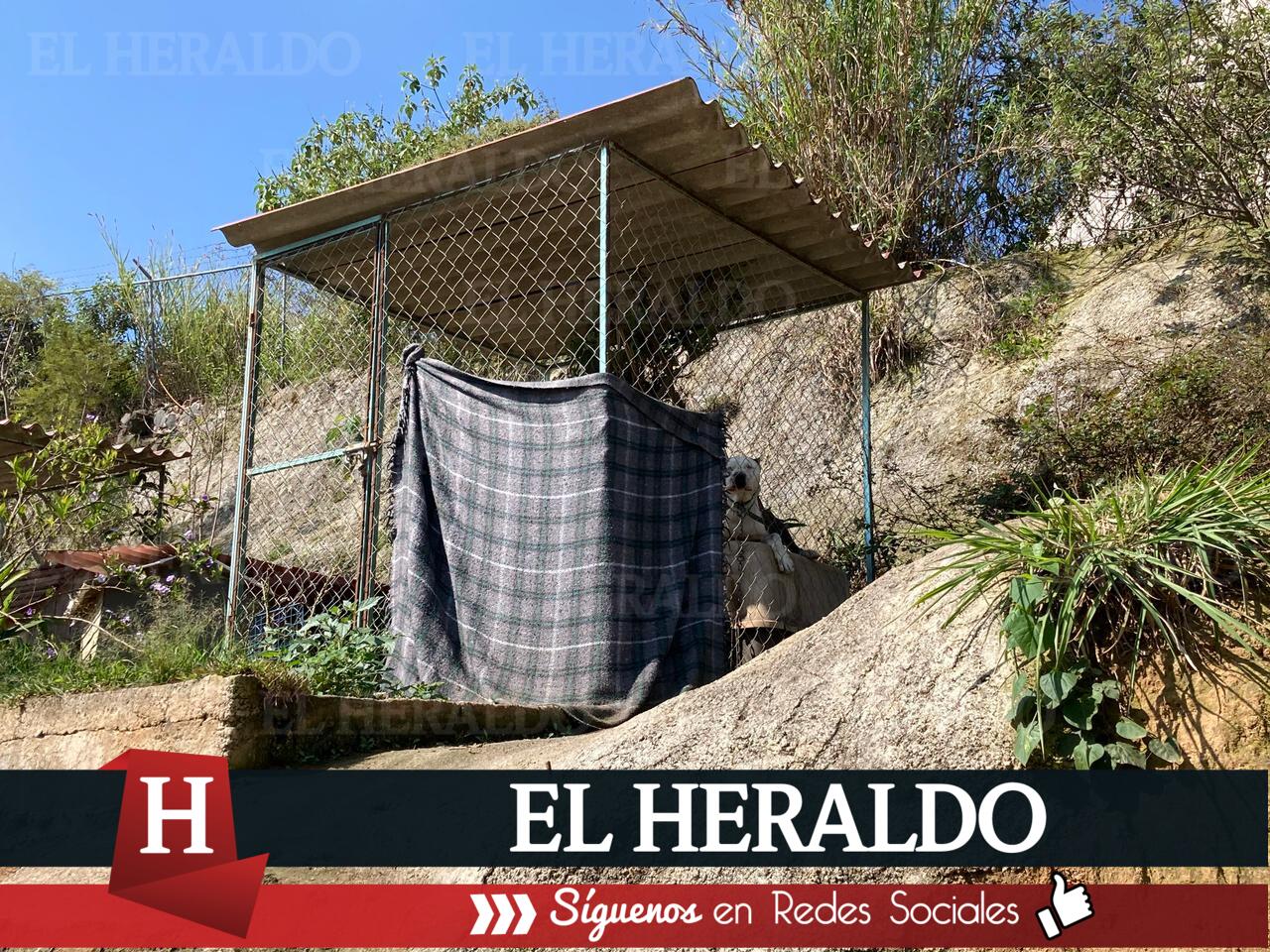 Crece 60 abandono animal en Xalapa este 2023 2