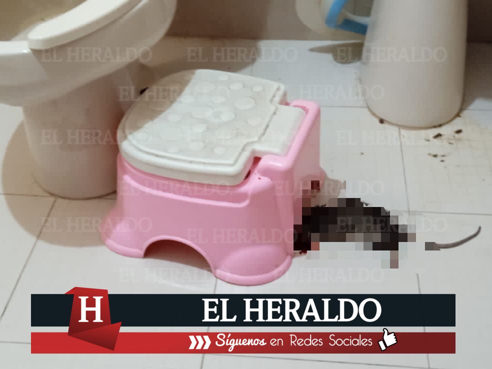 Denuncian plaga de ratas 2