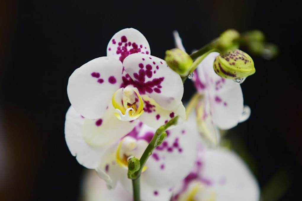 El Heraldo de Veracruz - Vistosos colores y atractivos aromas en el  Festival de la Orquídea Coatepec