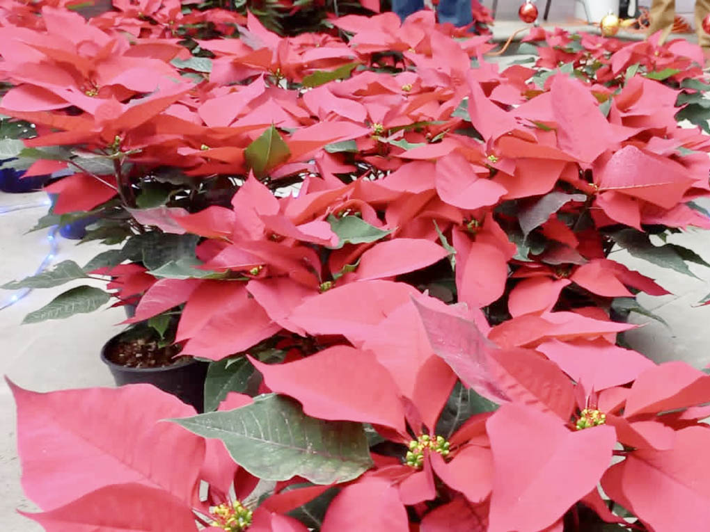 El Heraldo de Veracruz - Estanzuela, la capital de la flor de Nochebuena en  Veracruz