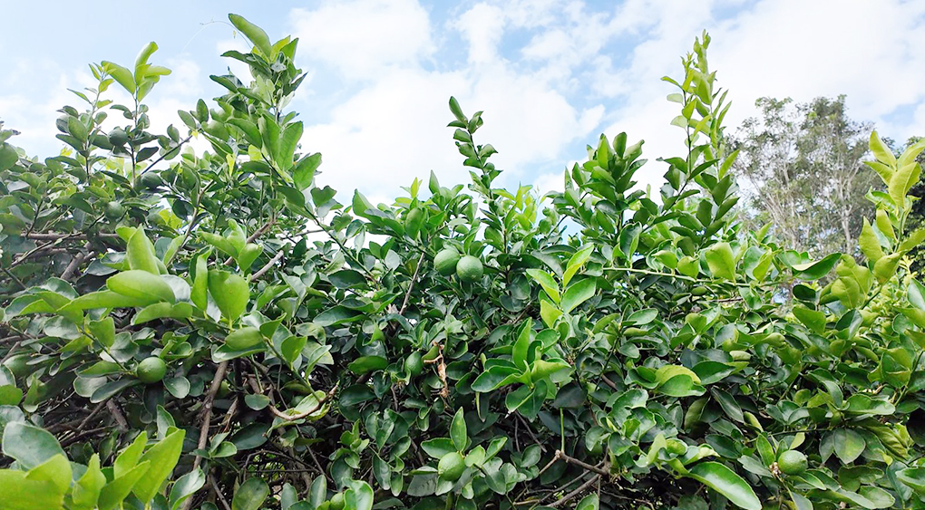 whatsapp image 2024 12 11 at 43513 pm 1