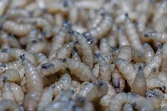 5b