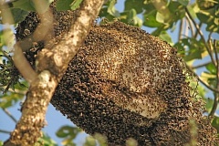 7b